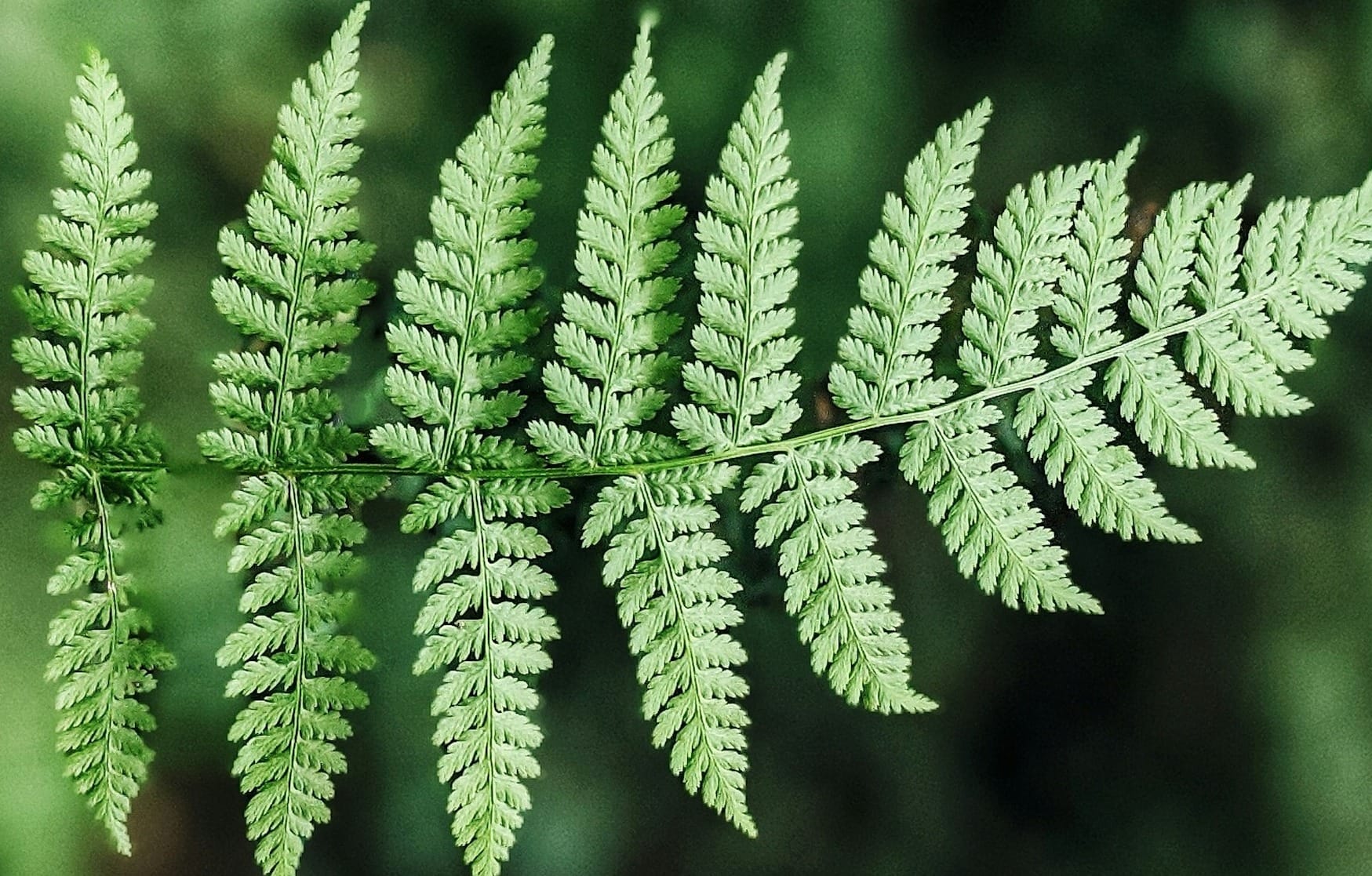 Zoom In: spoken word poetry, fern fractals, and baby raccoons